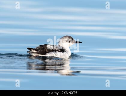 Taube Guillemot (Cepphus columba), nicht-züchtige Erwachsene/unreife. Ein mittelgroßer Seevögel mit kleinem Kopf und mittellangem, scharf spitz zulaufendem Schnabel Stockfoto