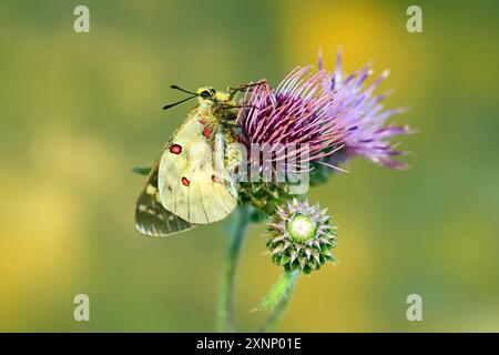 Detail eines Apollo-Schmetterlings, auch Bergapollo genannt, Parnassius apollo, der sich auf einer Oregondistelblume im Metolius Rive ausruhen und sich dort sonnen kann Stockfoto