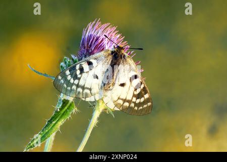 Detail eines Apollo-Schmetterlings, auch Bergapollo genannt, Parnassius apollo, der sich auf einer Oregondistelblume im Metolius Rive ausruhen und sich dort sonnen kann Stockfoto