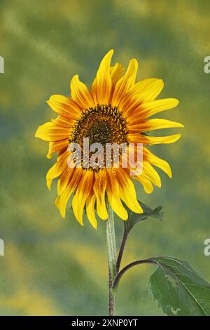 Detail der Blüte einer einzigen riesigen Sonnenblume, einer gemeinsamen Gartenblume in den Vereinigten Staaten. Stockfoto