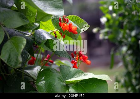 Phaseolus coccineus oder Rote Blüten im Sommer, Nahaufnahme Stockfoto