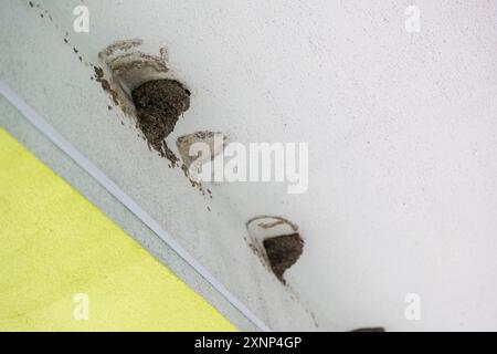 Zwei Schwalbennester unter dem Dach einer Bushaltestelle. Zwei Nester städtischer Schwalben aus Erde und Schlamm. Zwei Vogelnester zwischen Wand und Decke Stockfoto