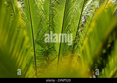 Tropische grüne Blattstruktur. Kokospalmen. Hintergrund der Kokosnussblätter-Textur. Tropische Palme. Naturhintergrund. Tropische Palmblätter. Kokospalme Stockfoto