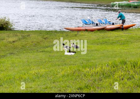 Enten auf dem grünen Gras in der Nähe des Sees von Furnas. Insel Sao Miguel, Azoren, Portugal Stockfoto