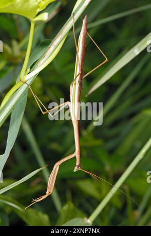 Purplewinged Mantis,Tenodera australasiae. Coffs Harbour, NSW, Australien Stockfoto