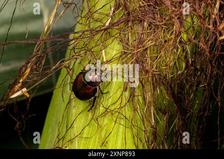 Japanischer Käfer isst Seide auf Maisohr. Insektenschäden, Landwirtschaft und Landwirtschaft Anwendungskonzept für Insektizide Stockfoto