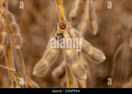 Brauner marmorierter Stinkkäfer auf Sojabohnenpflanze. Pflanzeninsekten in der Landwirtschaft, Schädlingsbekämpfung und Pflanzenschadenskonzept. Stockfoto