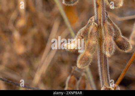 Sojabohnenschote und -Samen mit Insektenschäden. Insekten- und Schädlingsbekämpfung, Insektizid- und Pestizidkonzept Stockfoto