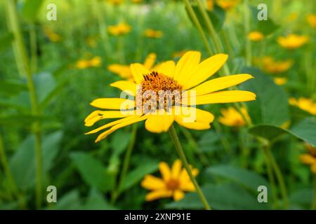 Falsche Sonnenblume (Heliopsis helianthoides). Prairie Wildblumengarten, Oak Park, Illinois. Stockfoto