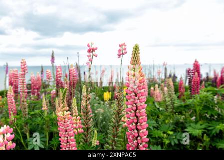 Lupin blüht mit dem Meer im Hintergrund Stockfoto