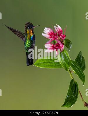 Kolibri (Panterpe insiginis), Costa Rica Stockfoto