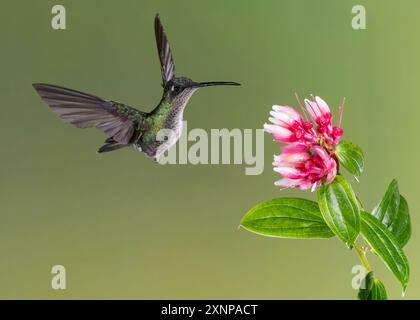 Der Talamanca Kolibri (Eugenes spectabilis) ist eine Art von Kolibri in den „Bergjuwelen“. Stockfoto