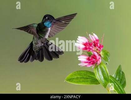 Der Talamanca Kolibri (Eugenes spectabilis) ist eine Art von Kolibri in den „Bergjuwelen“. Stockfoto