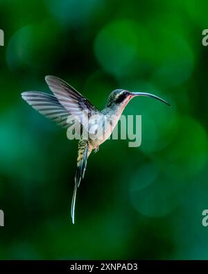 Der Langschnabeleinsiedler Kolibri (Phaethornis longirostris) ist ein Vogel aus der Familie Trochilidae. Stockfoto