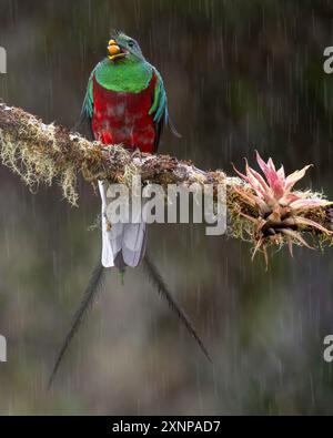 Der prachtvolle Quetzal (Pharomachrus mocinnois) ist ein kleiner Vogel, der in Mittelamerika, Südmexiko, tropischen Wäldern vorkommt Stockfoto