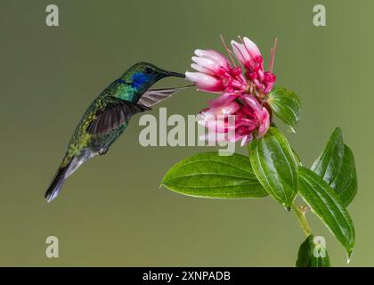 Kolibri (Panterpe insiginis), Costa Rica Stockfoto