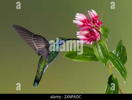 Kolibri (Panterpe insiginis), Costa Rica Stockfoto