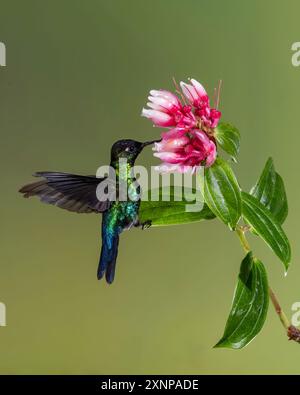 Kolibri (Panterpe insiginis), Costa Rica Stockfoto