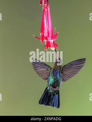 Kolibri (Panterpe insiginis), Costa Rica Stockfoto