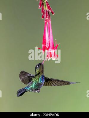 Kolibri (Panterpe insiginis), Costa Rica Stockfoto