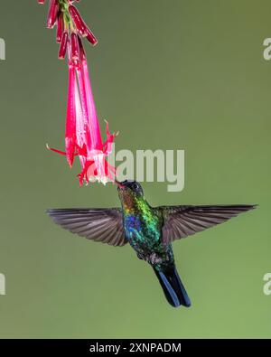 Kolibri (Panterpe insiginis), Costa Rica Stockfoto