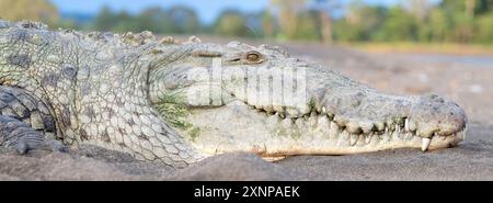 Krokodile oder echte Krokodile (Crocodylidaeeesind große semiaquatische Reptilien, die in den Tropen in Afrika, Asien, Amerika und Australien leben Stockfoto