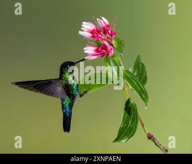 Kolibri (Panterpe insiginis), Costa Rica Stockfoto