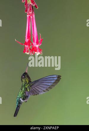 Kolibri (Panterpe insiginis), Costa Rica Stockfoto