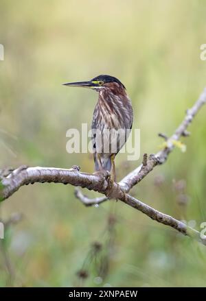 Der Grünreiher (Butorides virescens) ist ein kleiner Reiher aus Nord- und Mittelamerika. Stockfoto