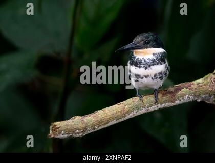 Grüner Eisvogel (Chloroceryle americana), der von Südtexas in den Vereinigten Staaten südlich durch Mittelamerika und Südamerika gefunden wird Stockfoto