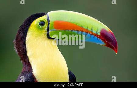 Toucan mit Tötungsschnabel (Ramphastos sulfuratus), Tukan mit Schwefelbrüsten, Kieltu und Tukan mit Regenbogenschnabel, die von Südmexiko bis Ecuador gefunden wurden Stockfoto