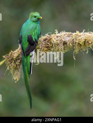 Der prachtvolle Quetzal (Pharomachrus mocinnois) ist ein kleiner Vogel, der in Mittelamerika, Südmexiko, tropischen Wäldern vorkommt Stockfoto