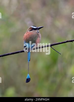 Die türkisfarbene Motmotte (Eumomota superciliosa) besiedelt Zentralamerika vom Südosten Mexikos (hauptsächlich der Yucatán-Halbinsel) bis nach Costa Rica Stockfoto