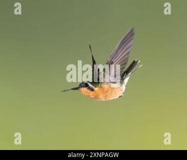 Der Weißbauchstein (Lampornis hemileucus) kommt in Costa Rica und Panama vor Stockfoto