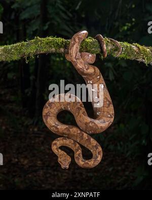 Die Ringboa (Corallus annulatus) ist eine große Baumart, die auf der karibischen Seite Costa Ricas lebt. Stockfoto