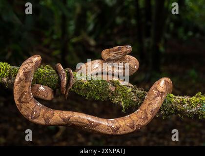 Die Ringboa (Corallus annulatus) ist eine große Baumart, die auf der karibischen Seite Costa Ricas lebt. Stockfoto