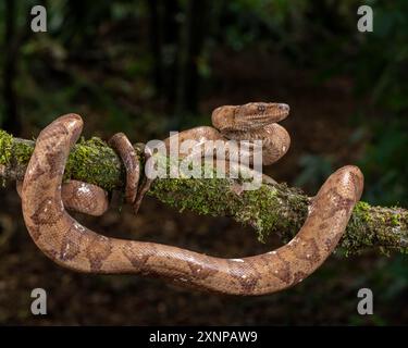 Die Ringboa (Corallus annulatus) ist eine große Baumart, die auf der karibischen Seite Costa Ricas lebt. Stockfoto