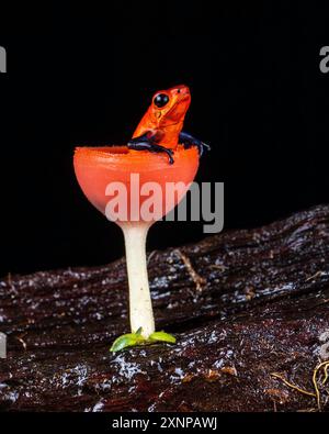 Der Erdbeergiftfrosch, der Erdbeergiftfrosch und der Blaue Jeans-Giftfrosch (Oophaga pumilio) sind kleine Giftfrösche, die in Mittelamerika vorkommen. Stockfoto