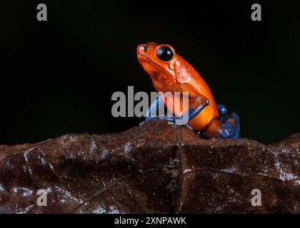 Der Erdbeergiftfrosch, der Erdbeergiftfrosch und der Blaue Jeans-Giftfrosch (Oophaga pumilio) sind kleine Giftfrösche, die in Mittelamerika vorkommen. Stockfoto