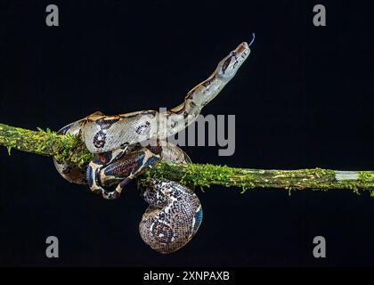 Die Costa Rica Boa Constrictors erstrecken sich von Norden nach Süden, beginnend in Mexiko bis nach Südamerika. Stockfoto