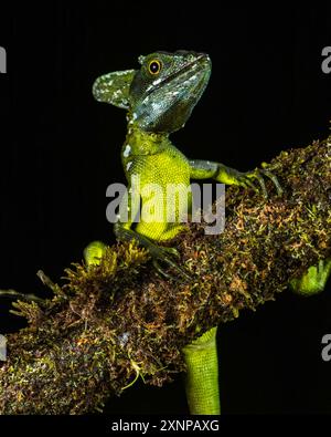 Gefederter Basilisk (Basiliscus plumifrons), grüner Basilisk, doppelwandiger Basilisk, Jesus Christus-Echse, die sich von Südmexiko bis Nordkolumbien erstreckt Stockfoto