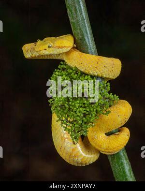 Bothriechis schlegelii Yellow morph, Costa Rica, auch bekannt als Wimpernviper oder Wimpernviper, Stockfoto