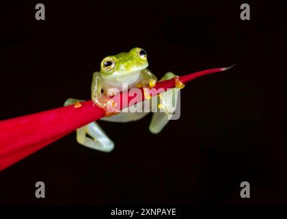 Fleischmanns Glasfrosch oder der nördliche Glasfrosch (Hyalinobatrachium fleischmanni), tropisches Amerika von Südmexiko bis Ecuador Stockfoto