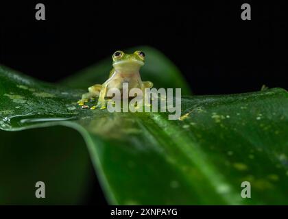 Fleischmanns Glasfrosch oder der nördliche Glasfrosch (Hyalinobatrachium fleischmanni), tropisches Amerika von Südmexiko bis Ecuador Stockfoto
