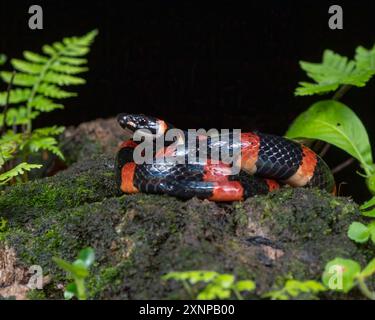 Schwarze Holloween Glass Snake (Pliocercus euryzonus), allgemein bekannt als die Falschkorallenschlange des Cops, Costa Rica Stockfoto