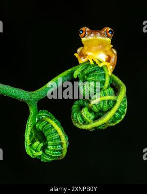 Sanduhrbaum (Dendropsophus ebraccatus), bezogen auf die goldbraune Sanduhrform, Costa Rica Stockfoto