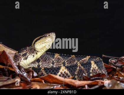 Die Jumping Pit Viper (Atropoides nummifer) ist eine weitere gefürchtete Giftschlange, die natürlich in Costa Rica vorkommt Stockfoto