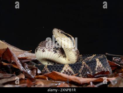 Die Jumping Pit Viper (Atropoides nummifer) ist eine weitere gefürchtete Giftschlange, die natürlich in Costa Rica vorkommt Stockfoto