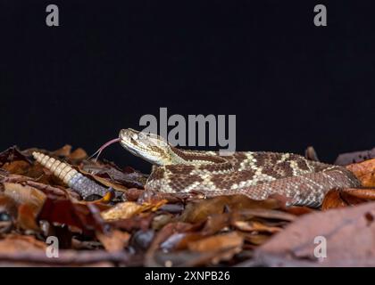 Die südamerikanische Klapperschlange, die neotropische Klapperschlange (Crotalus durissus), ist eine hochgiftige Grubenviperart, die in Südamerika vorkommt. Stockfoto