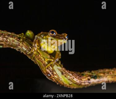 Sipurio-Schnauzen-Baumrog oder Oliven-Schnauzen-Baumrog (Scinax elaeochroa), karibische Tiefländer von Nicaragua, Panama und Costa Rica Stockfoto